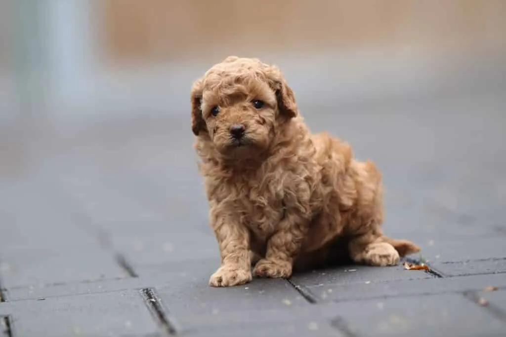 Die besten kleinen hunderassen - kleine hunde kaufen 3