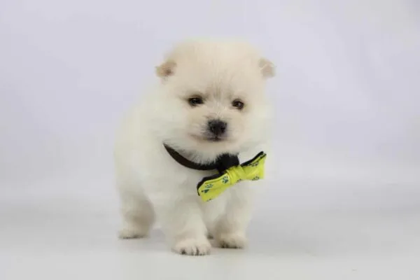 Pomeranian kaufen: wie, was, wo? 1 Pomeranian kaufen