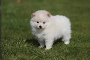 Pomeriaan pups te koop bij belgisch fokker 11 Dwergkeesje - pomeriaan pups te koop