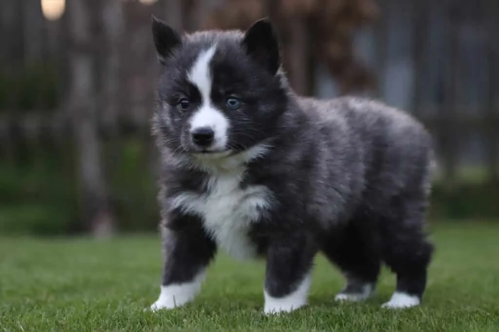 Medium-sized dog breeds: which dog breeds are considered medium-sized? 11