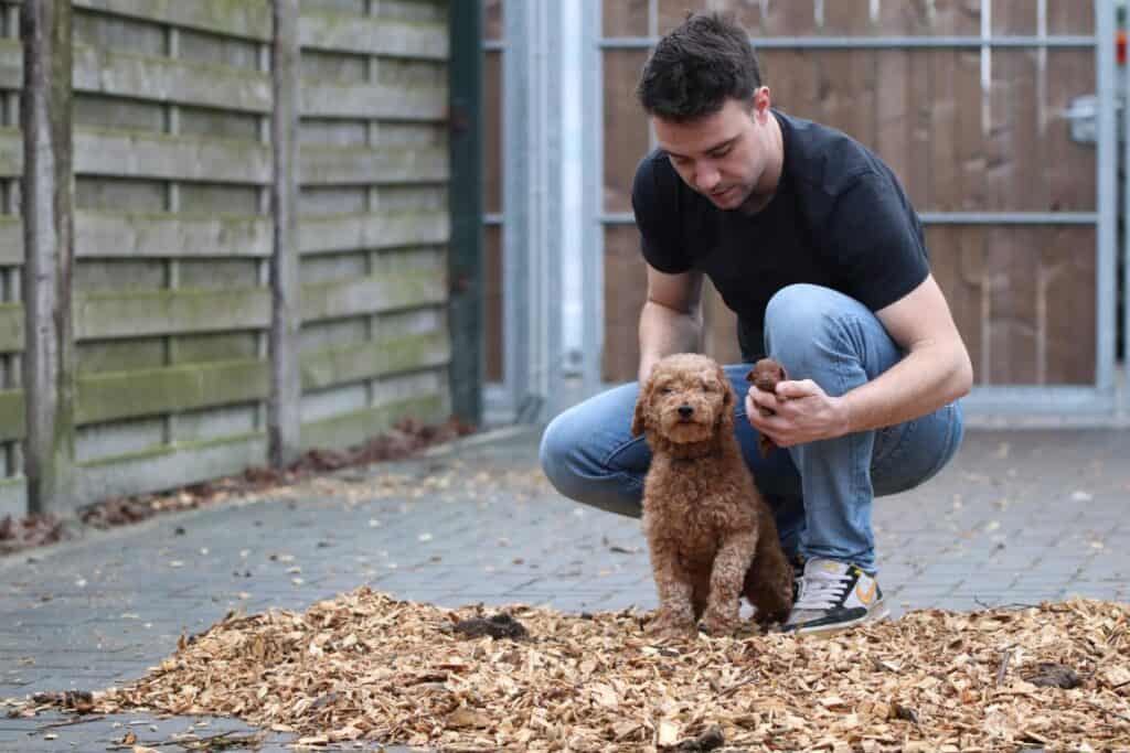 Hypoallergene honden, hybride honden, designerdogs 2