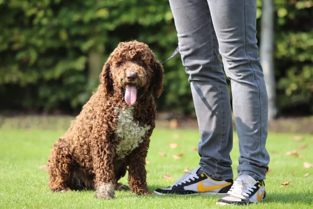 Comment reconnaรฎtre un bon รฉleveur de chiens? 2