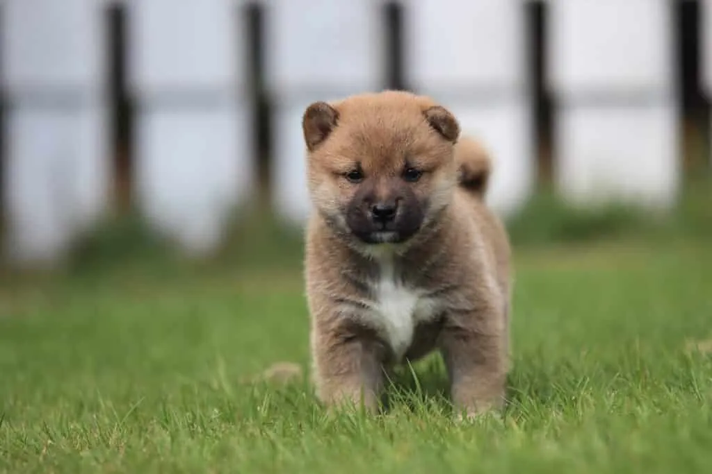 Wanneer is een shiba inu volgroeid? Groeitabel van een shiba 1 Shiba inu