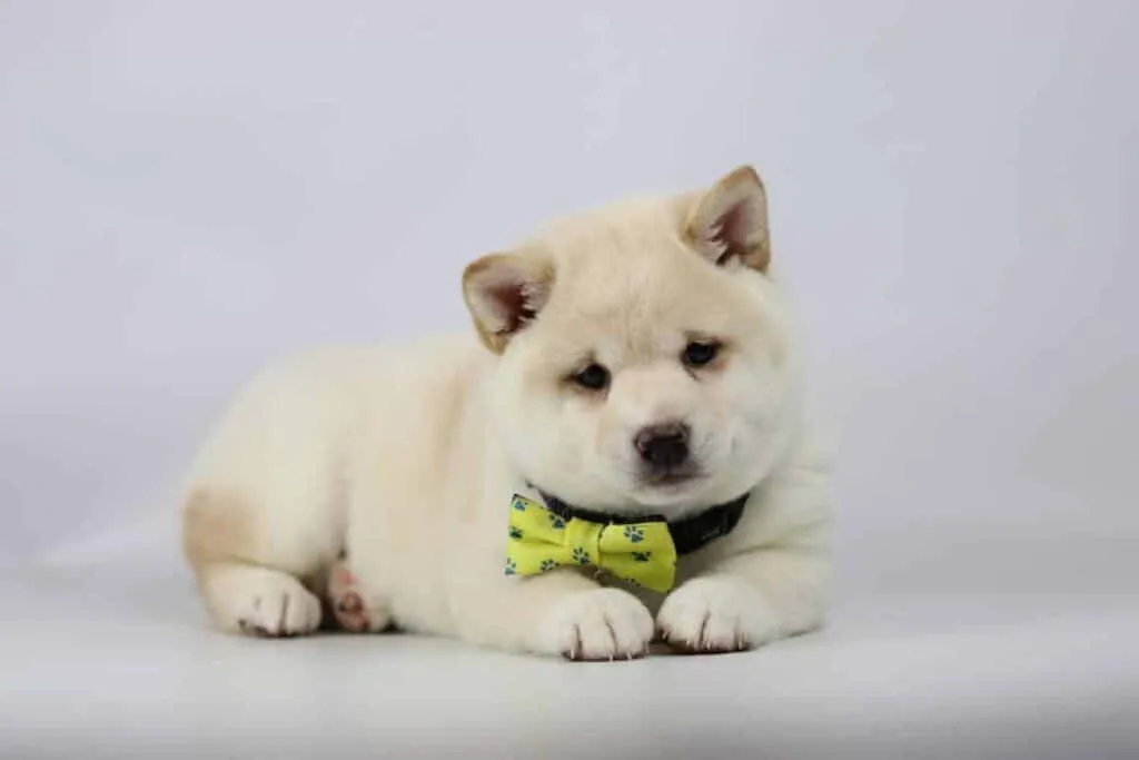 Shiba inu prijs: wat is de prijs van een shiba inu? 2 Shiba inu prijs belgiรซ