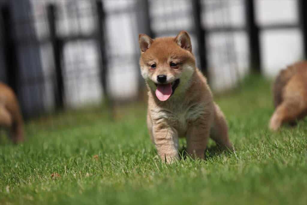 Wie macht man einen shiba-inu-welpen stubenrein? 1 Puppy zindelijk maken tips