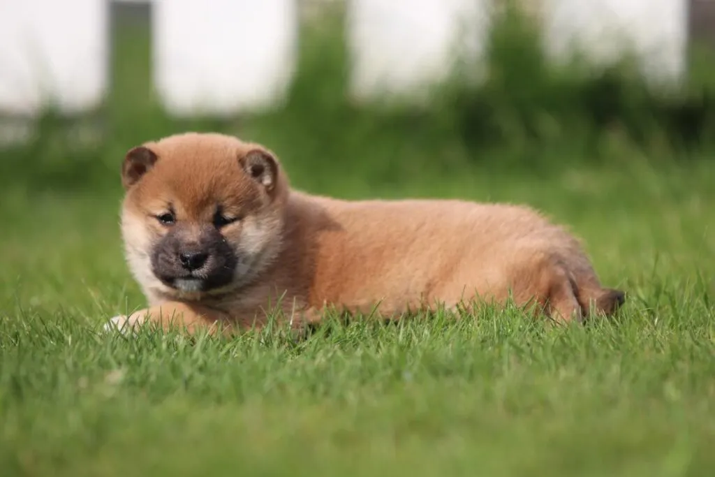 Shiba inu prijs: wat is de prijs van een shiba inu? 1 Shiba inu prijs vlaanderen