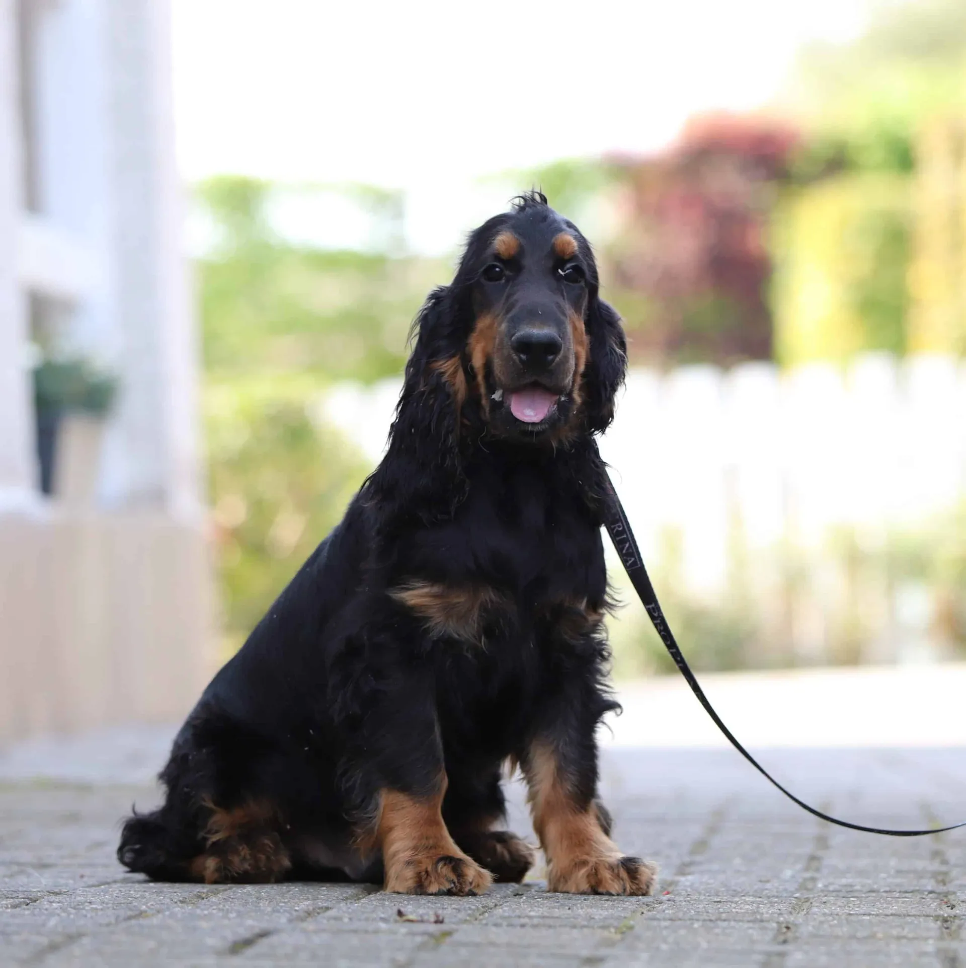 Hunde mit langen ohren: 6 schรถne hunderassen 5 Honden met lange oren
