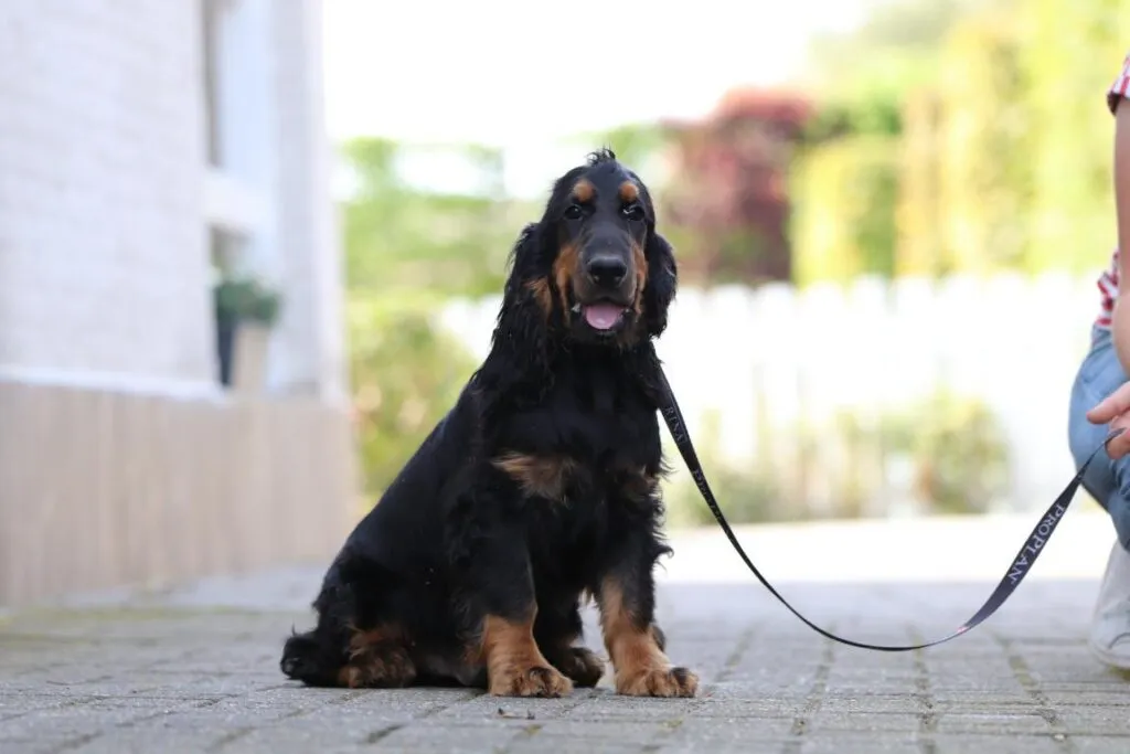 Medium-sized dog breeds: which dog breeds are considered medium-sized? 8