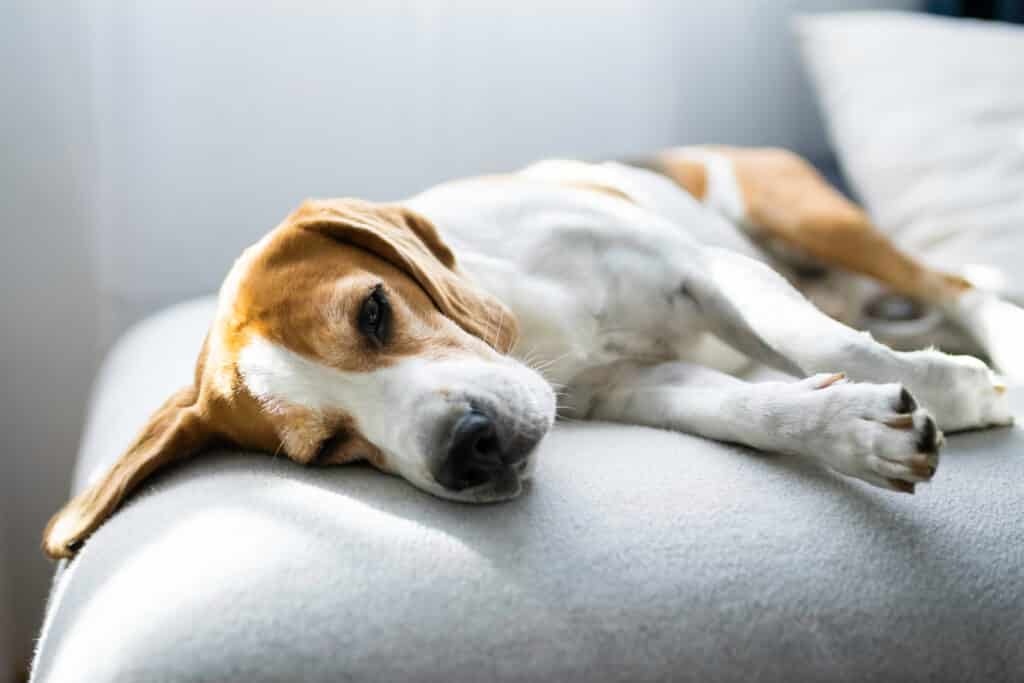 Kan een beagle alleen thuis gelaten worden? 1 Beagle alleen laten