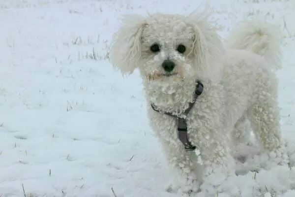 Chiens qui ne perdent pas de poils ou trรจs peu 3 Bichon frisรฉ