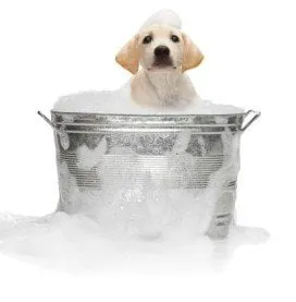 Vachtverzorging van honden: hoe verzorg je de vacht van een hond? 1 Brossage du pelage du chien