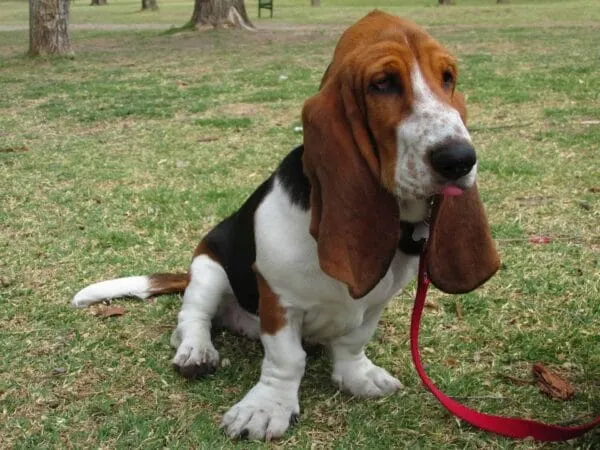 Hunde mit langen ohren: 6 schรถne hunderassen 7 Long eared family dogs