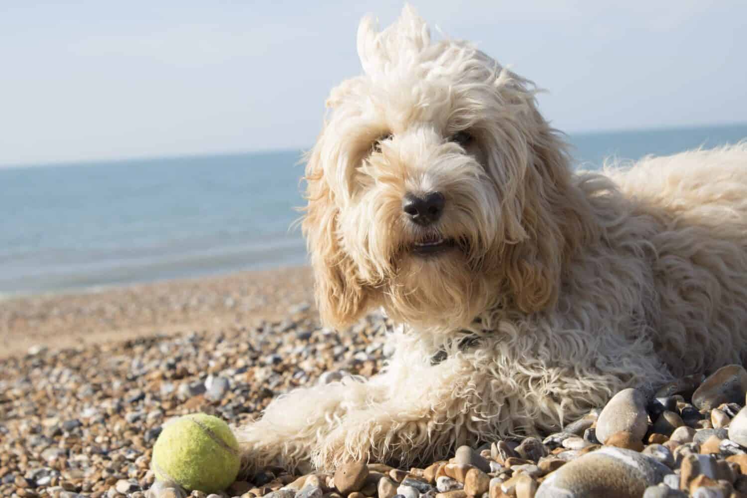 Cockapoo pups te koop belgisch fokker sinds 1991 4 Races de chiens hypoallergรฉniques