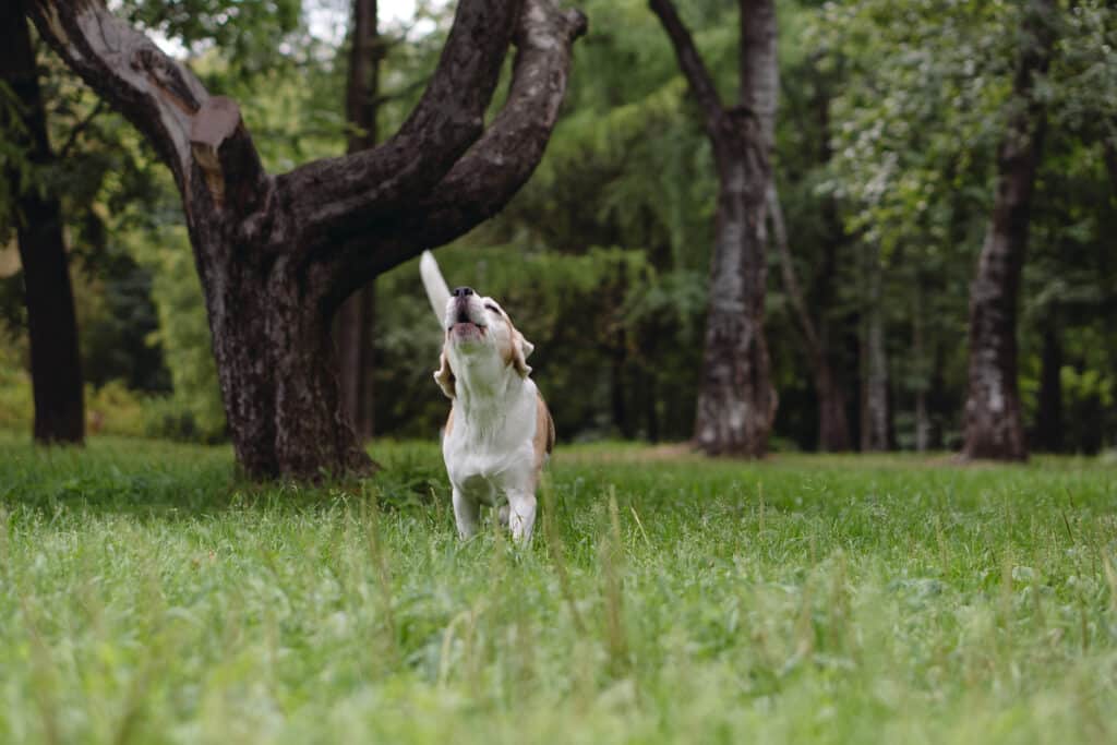 10 beagle activiteiten die ze graag doen 1 Beagle activiteiten huilen
