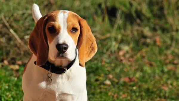 Wanneer is je beagle volgroeid? 1 Volwassen beagle