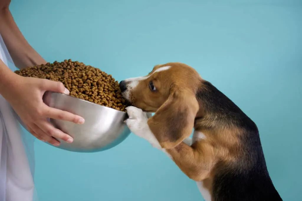 10 beagle activiteiten die ze graag doen 3