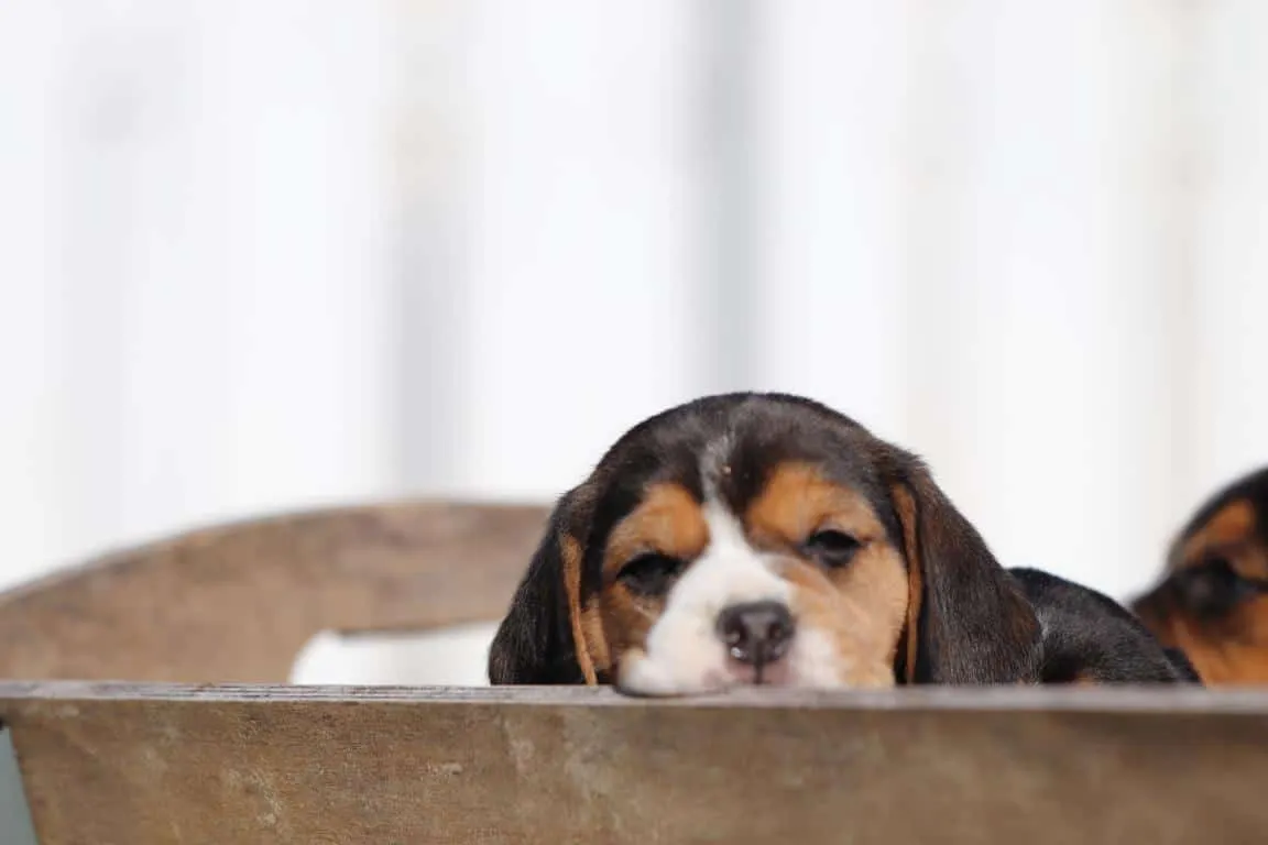 Waar vind ik een geweldig goede beagle fokker? 12 Waar beagle kopen