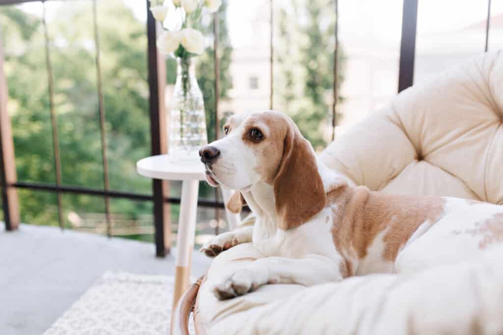 Kan een beagle alleen thuis gelaten worden? 2 Beagle alleen thuis