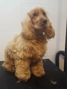 Sterilisatie of castratie bij honden, voor- en nadelen 2 Stรฉrilisation chien