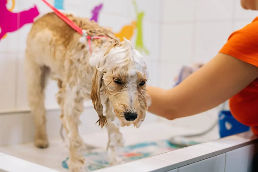 Vachtverzorging voor labradoodles: alles wat je moet weten 2 Labradoodle wassen