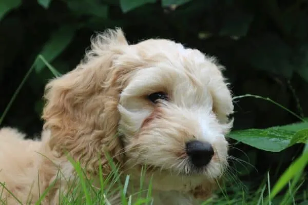 Chiots cockapoo ร vendre โ รฉleveur belge depuis 1991 4 Chiot hypoallergรฉnique