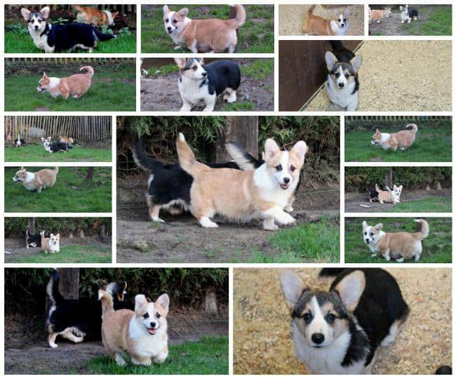 Middelgrote hondenrassen: welke hondenrassen worden middelgroot? 4 Welsh corgi pembroke rasinformatie