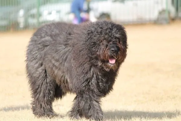 Chiens qui ne perdent pas de poils ou trรจs peu 10 Bouvier de flandres