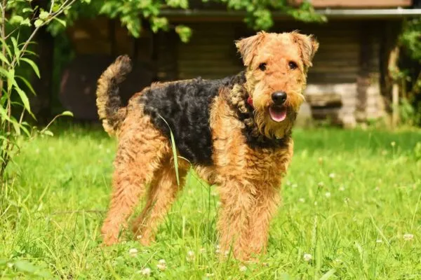 Chiens qui ne perdent pas de poils ou trรจs peu 9 Airedale terrier