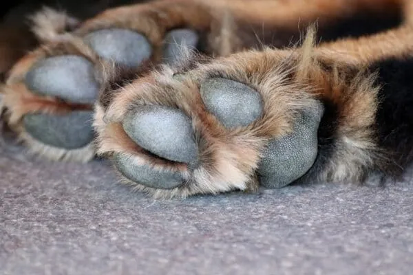 Vachtverzorging van honden: hoe verzorg je de vacht van een hond? 10 Couper les ongles du chien