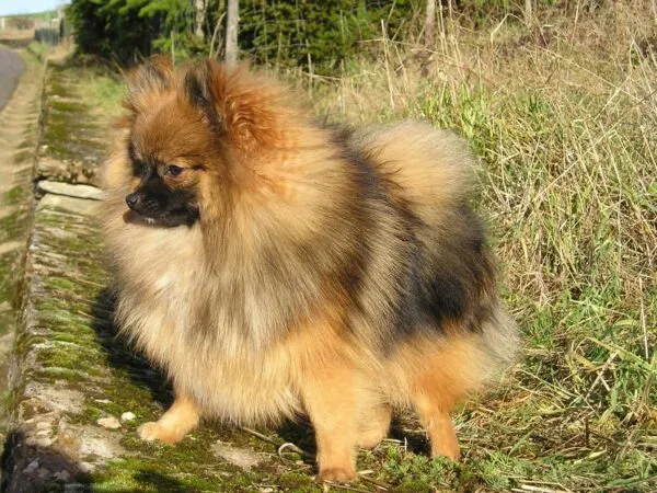 Pomeriaan gewicht: hoe groot worden ze? 4 Kleine keeshond