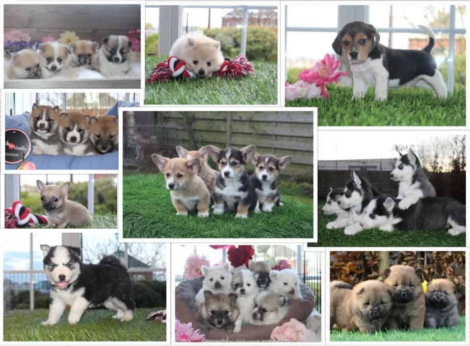 Adopter un chien? Quels sont les avantages et les inconvรฉnients? 1 Adopter un chien