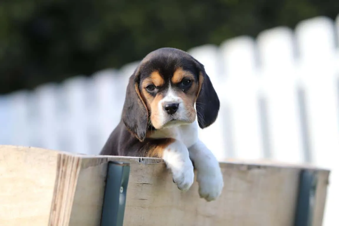 Waar vind ik een geweldig goede beagle fokker? 11 Beagle pups beschikbaar