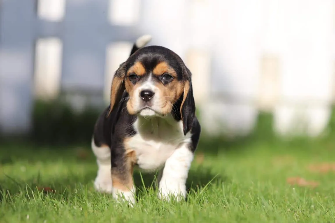 Waar vind ik een geweldig goede beagle fokker? 10 Betrouwbare beagle fokker