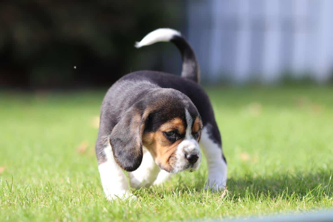 Waar vind ik een geweldig goede beagle fokker? 9 Goede beagle fokker