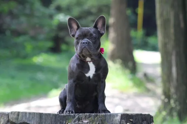 Low-barking dogs: which bark the least? 4 Franse bulldog