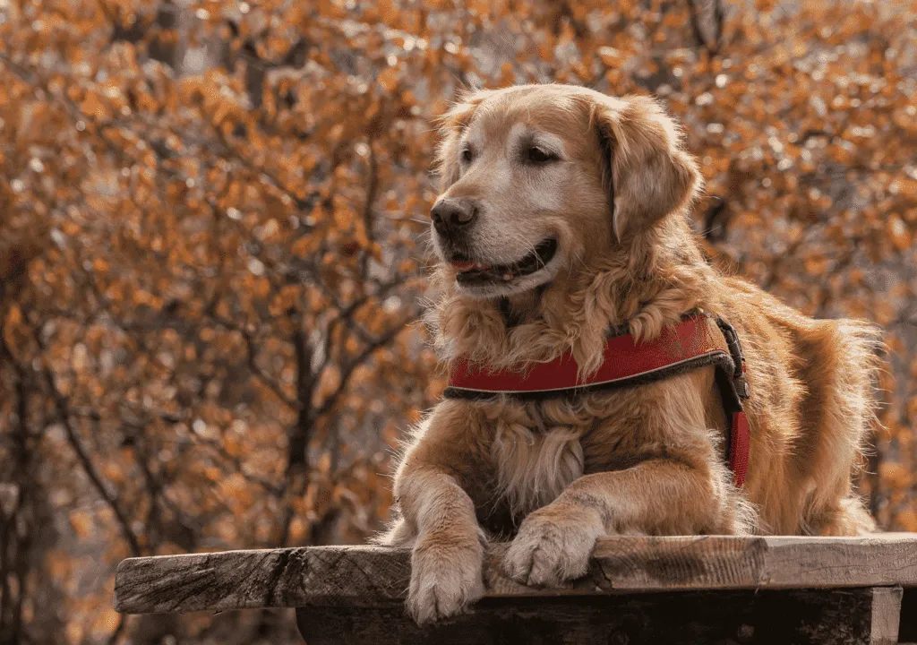 Golden retriever puppy - wat moet je weten 5 Golden retriever fokker