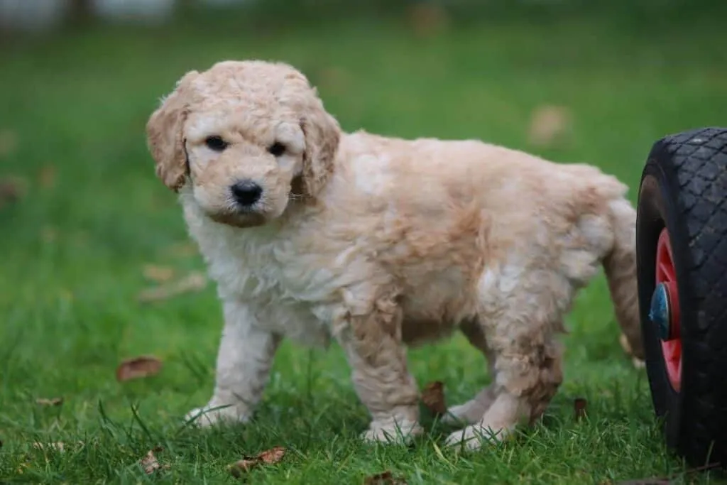 Prix du labradoodle : combien coรปte un labradoodle? 8 Coรปts du labradoodle