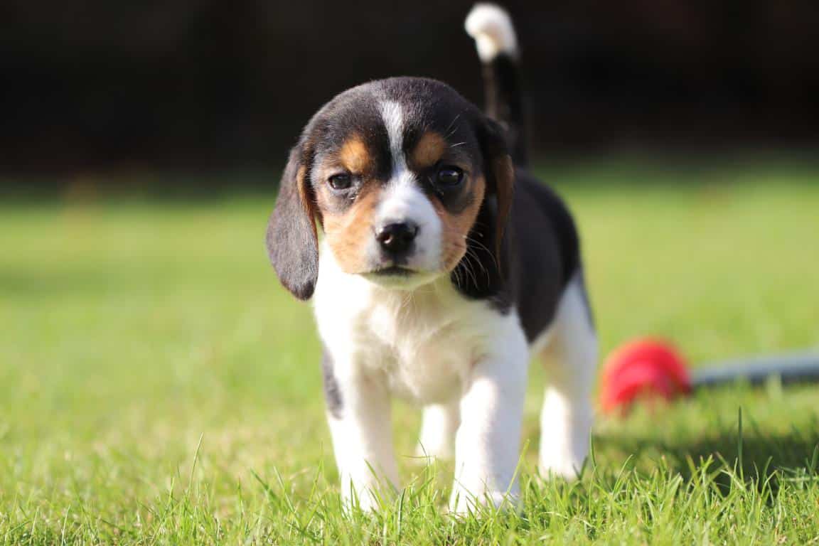 Waar vind ik een geweldig goede beagle fokker? 6 Beagle fokker vlaanderen