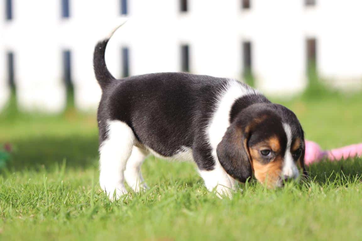 Waar vind ik een geweldig goede beagle fokker? 5 Beagle kennel
