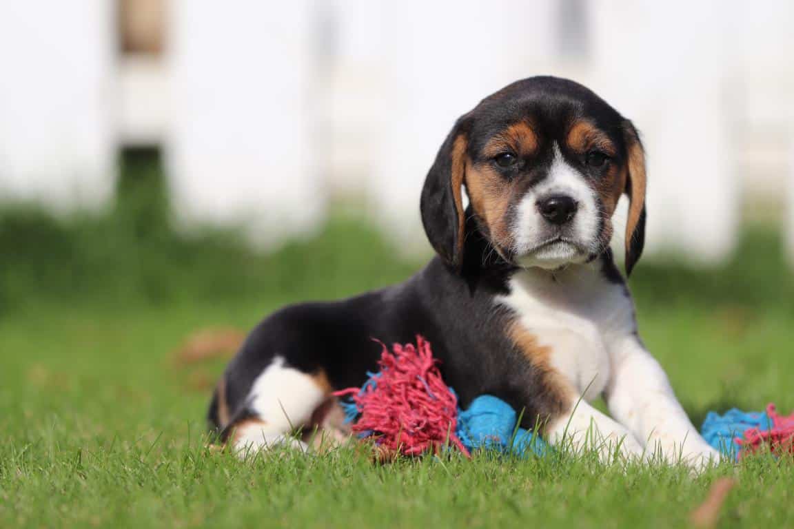 Waar vind ik een geweldig goede beagle fokker? 2 Beagle hond fokker