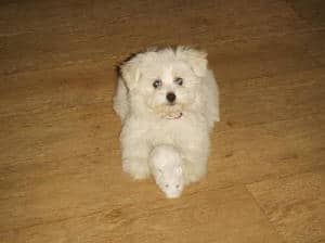 Chiots bichon maltais ร vendre โ guide d'information sur la race canine! 13 Conseils d'entraรฎnement pour le maltais