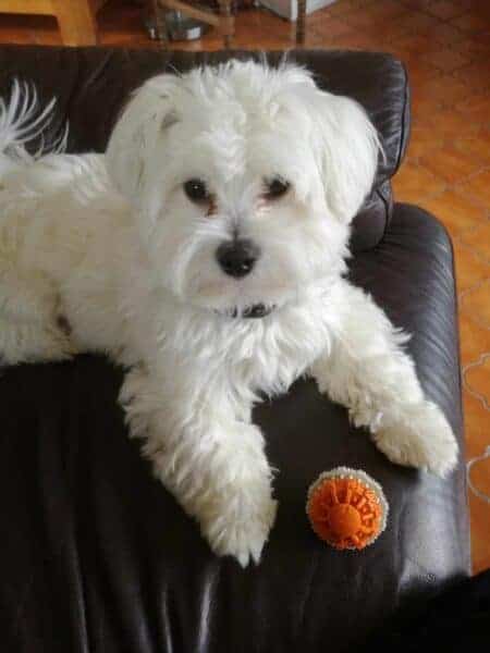 Chiots bichon maltais ร vendre โ guide d'information sur la race canine! 8 Espรฉrance de vie du maltais