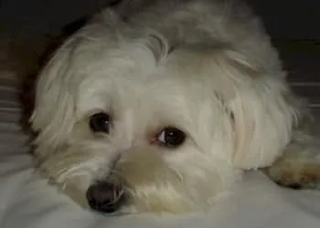 Chiots bichon maltais ร vendre โ guide d'information sur la race canine! 9 Race de chien maltais