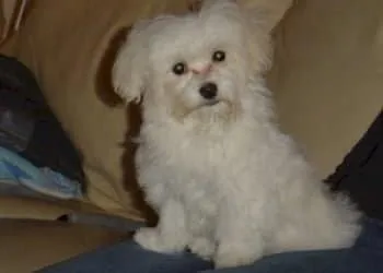 Chiots bichon maltais ร vendre โ guide d'information sur la race canine! 10 Informations sur le maltais