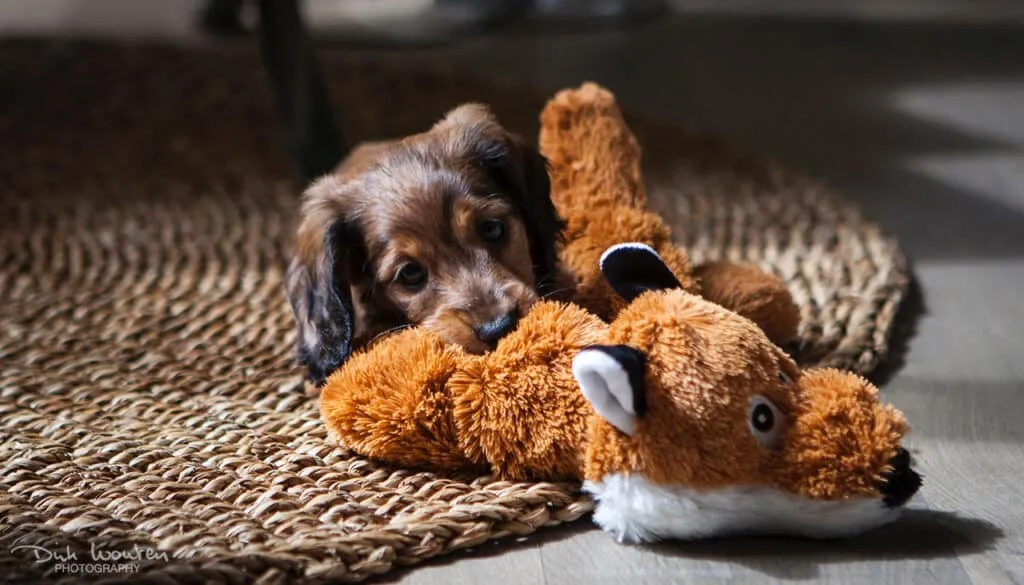 Deinen hund das alleinsein beibringen: was sind die besten methoden? 1 Hund allein sein lernen
