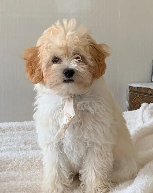 10 maltipoo weetjes die maar weinig mensen weten 3 Maltipoo levensverwachting