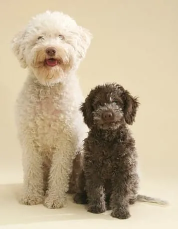 Labradoodle ou lagotto romagnolo? Analyse des principales diffรฉrences. 3 Lagotto romagnolo karakter