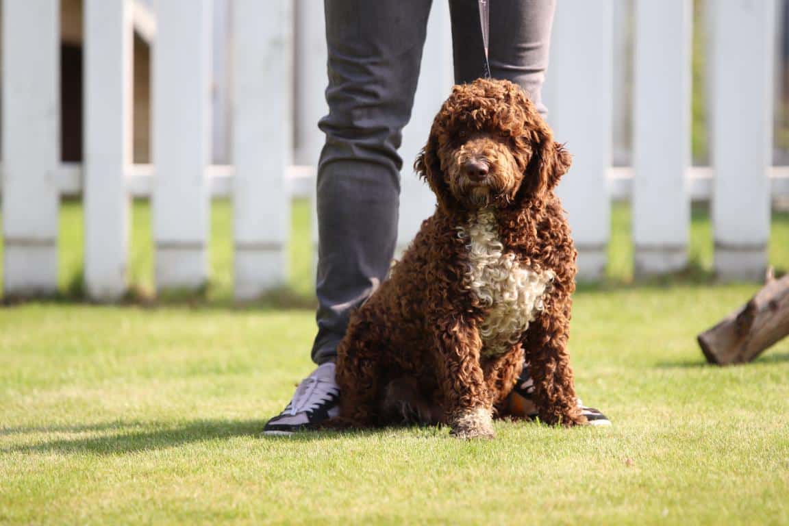 Hypoallergene honden, hybride honden, designerdogs 16 Vente chiens hypoallergรฉniques