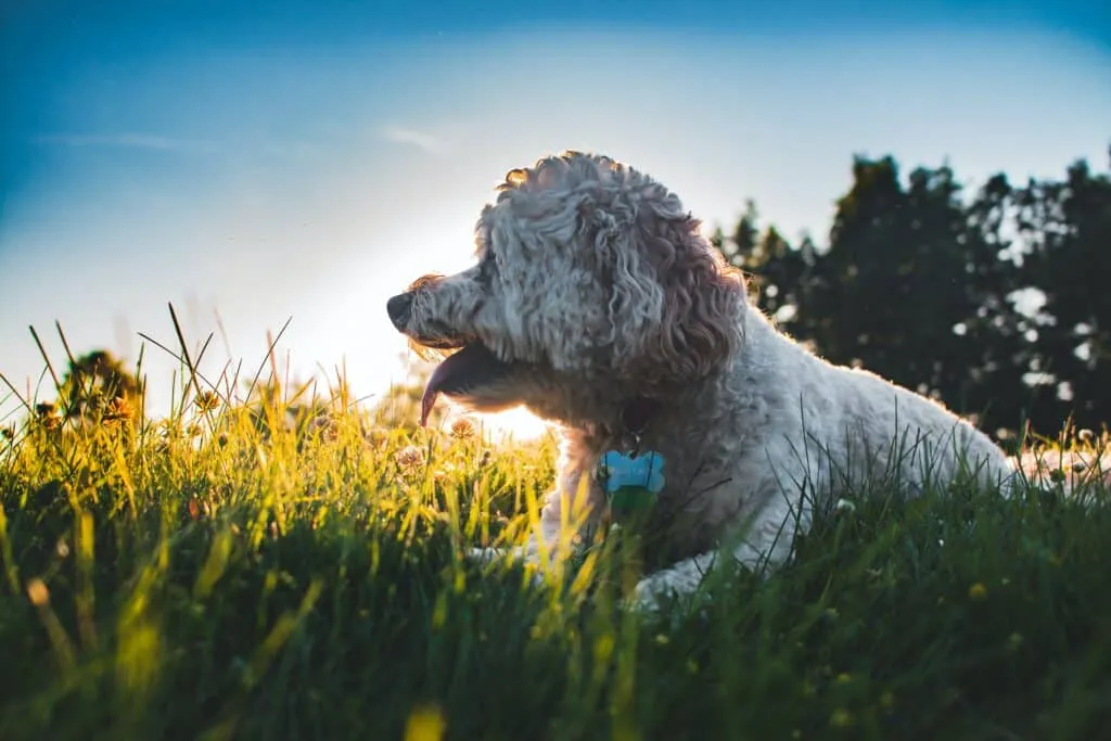 Chiots cockapoo ร vendre โ รฉleveur belge depuis 1991 1