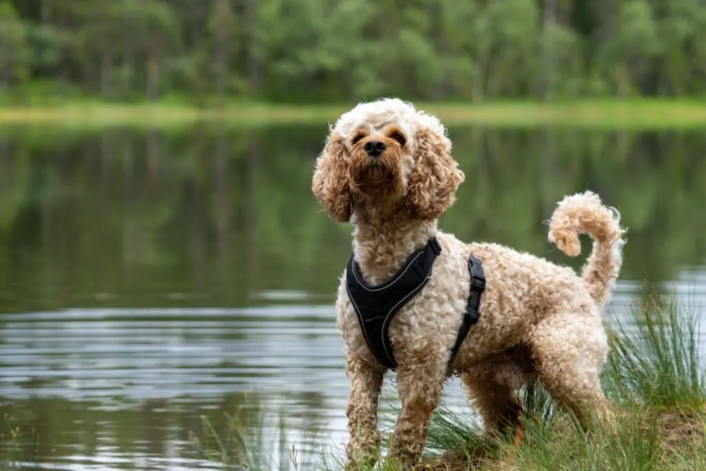 Chiots cockapoo ร vendre โ รฉleveur belge depuis 1991 6